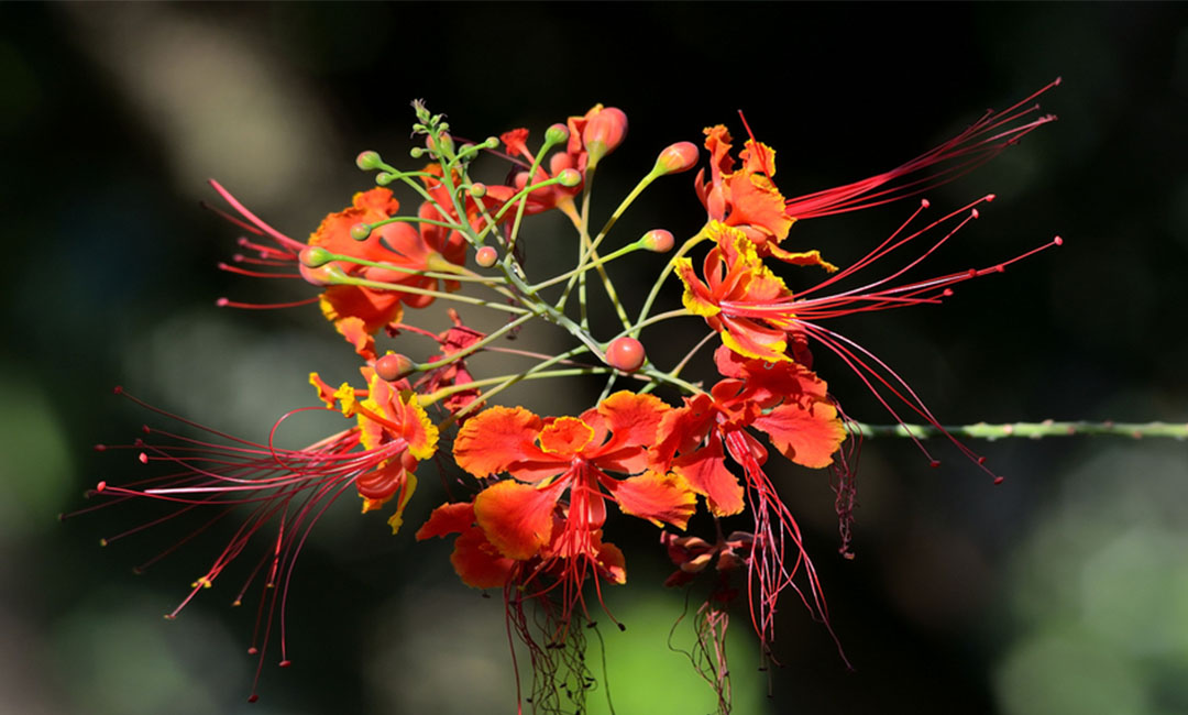 东莞花帮主百科词条创建案例